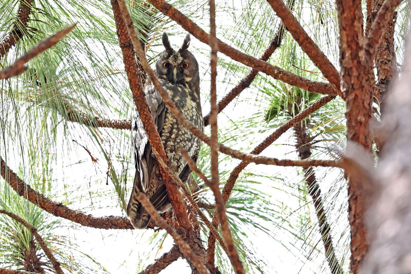 Hibou maître-bois