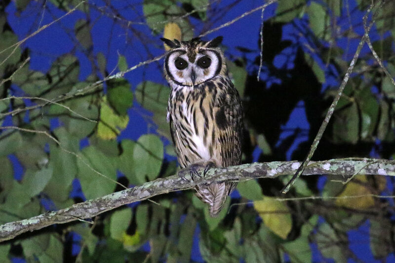 Hibou striéadulte