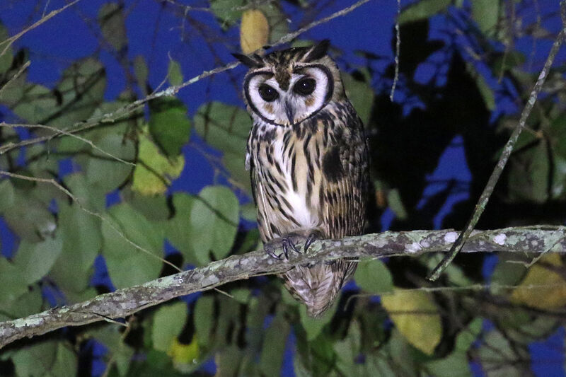 Hibou striéadulte