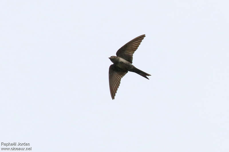 White-thighed Swallowadult, pigmentation, Flight