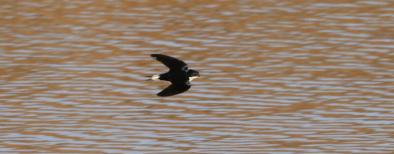 White-tailed Swallowadult