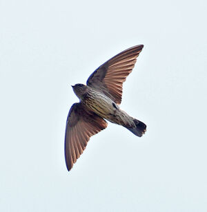 Hirondelle de Brazza