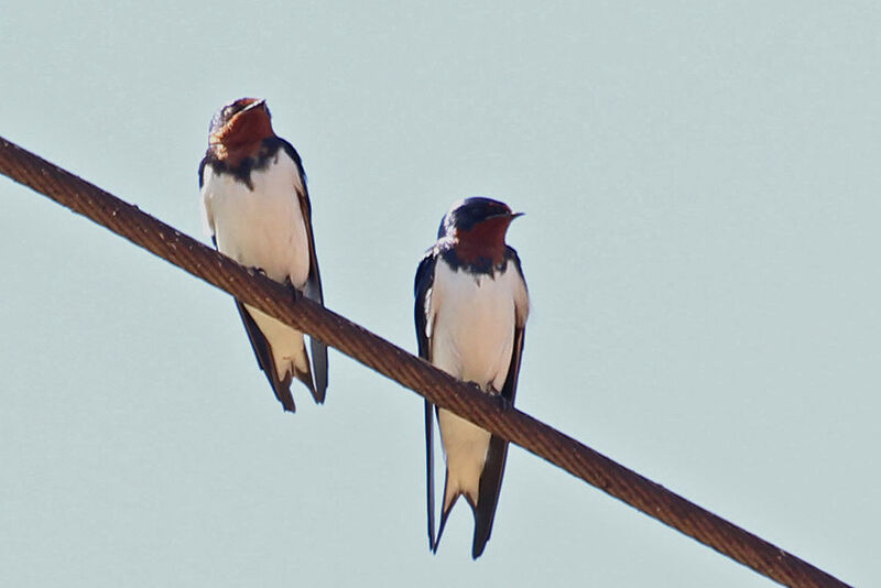 Hirondelle de Guinéeadulte nuptial