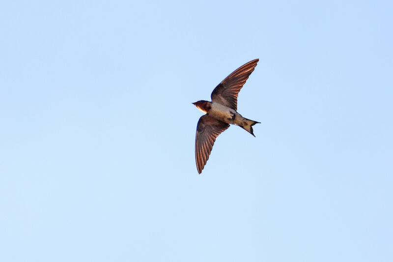 Angola Swallowadult