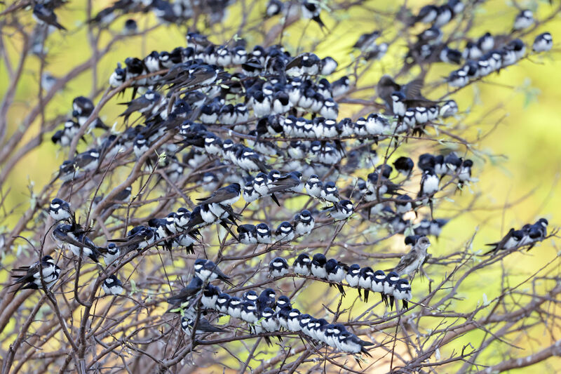 Hirondelle des torrents