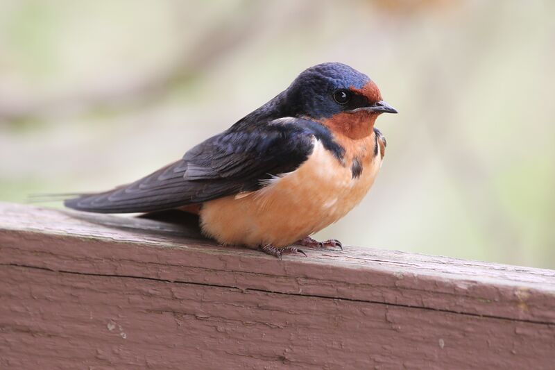 Barn Swallowadult breeding