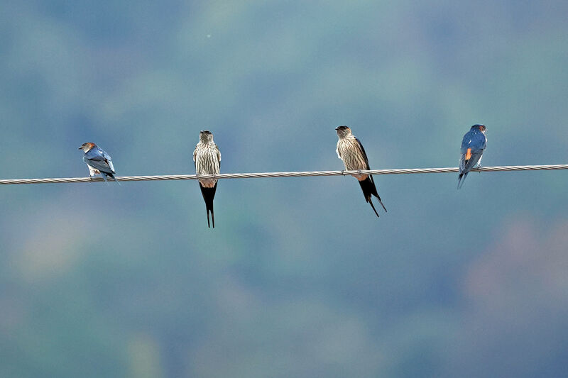 Eastern Red-rumped Swallow