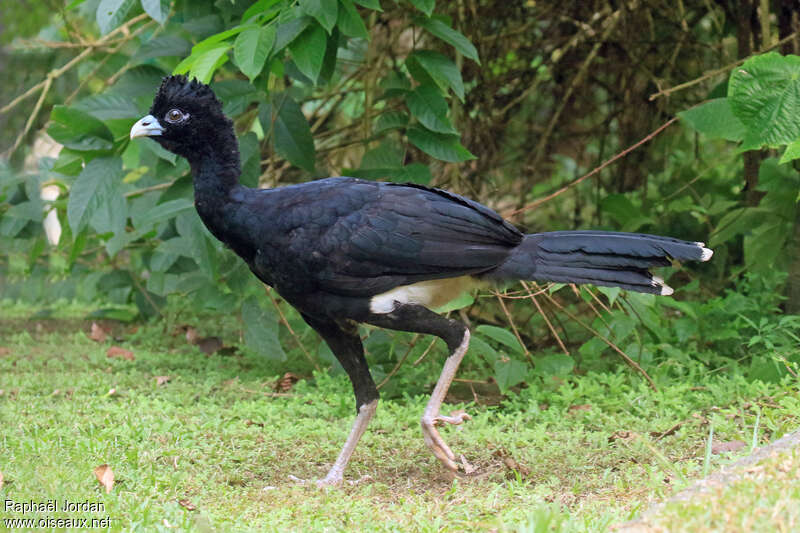 Blue-billed Curassow male adult, identification