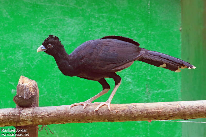 Blue-billed Curassow male adult, pigmentation