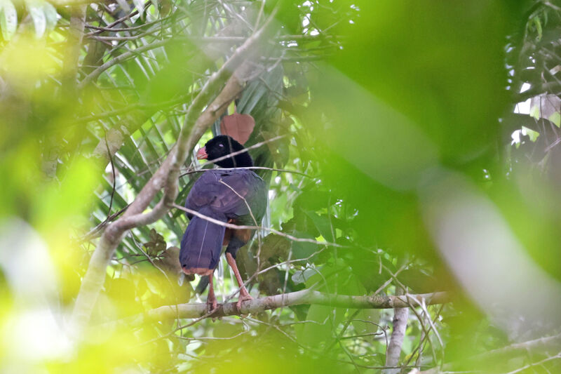 Crestless Curassow