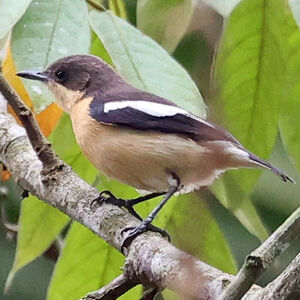 Hyliote à ventre jaune