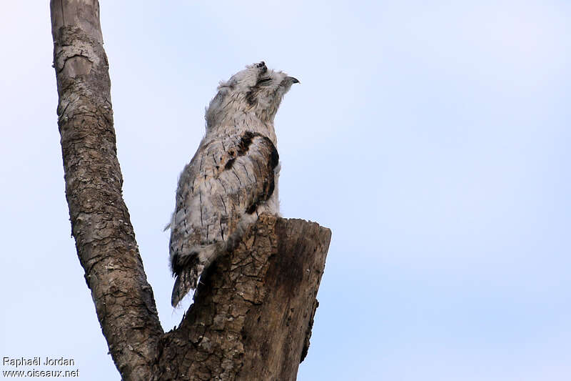 Northern Potoojuvenile, identification