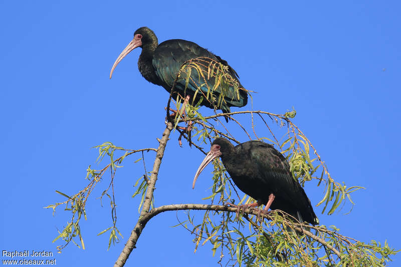 Ibis à face nueadulte, Comportement