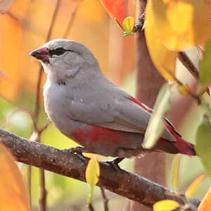 Astrild de Sao Tomé