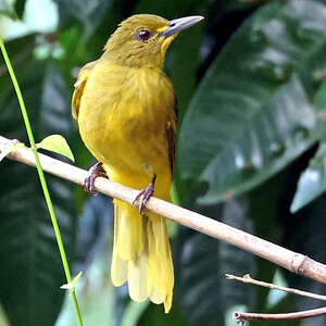 Bulbul à queue d'or
