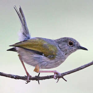 Camaroptère à dos gris