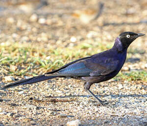 Choucador de Rüppell