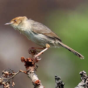 Cisticole des Bailundos