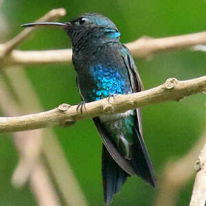 Colibri de Lillie