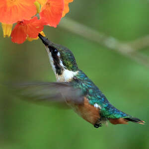 Colibri de Santa Marta