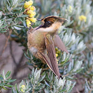 Colibri de Stübel
