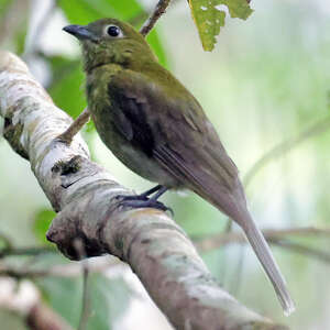 Cotinga à queue grise