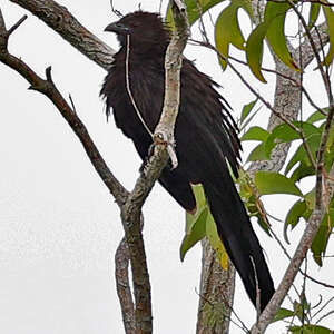 Coucal des Kaï