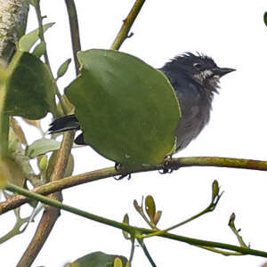 Dicée à poitrine grise