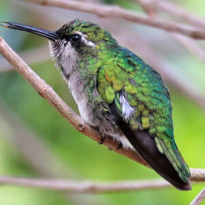 Émeraude à queue courte