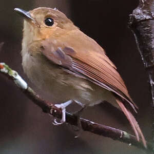 Gobemouche de Vaurie