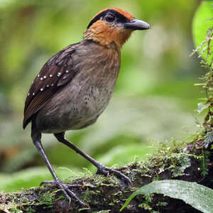 Grallaire à sourcils noirs