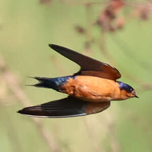 Hirondelle roux et noir