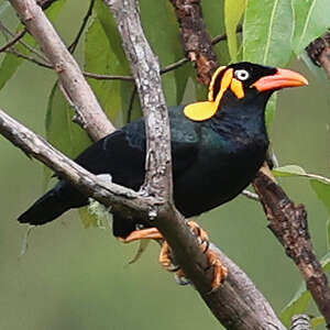 Mainate de Sumbawa