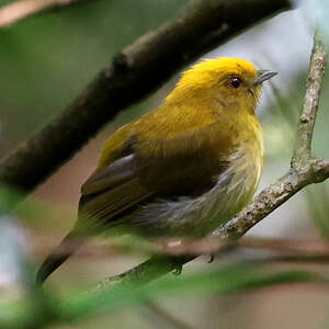 Manakin à tête jaune