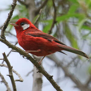 Paruline rouge