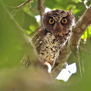 Petit-duc de Mindanao