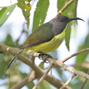 Souimanga des T'bolis