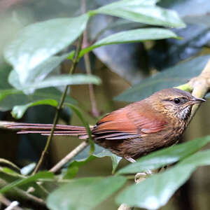 Synallaxe guiouti