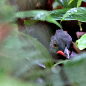 Tinamou de Berlepsch