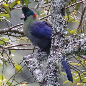 Touraco du Rwenzori