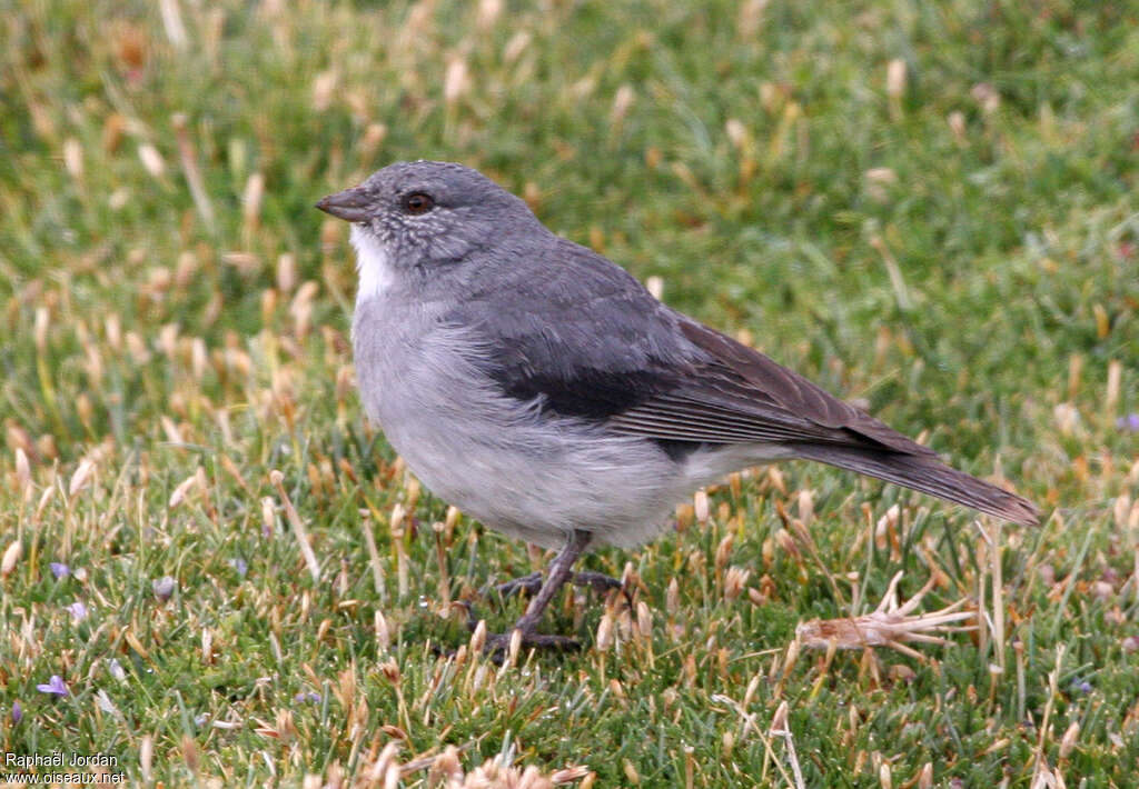 Idiopsar bicolore