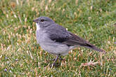 Idiopsar bicolore
