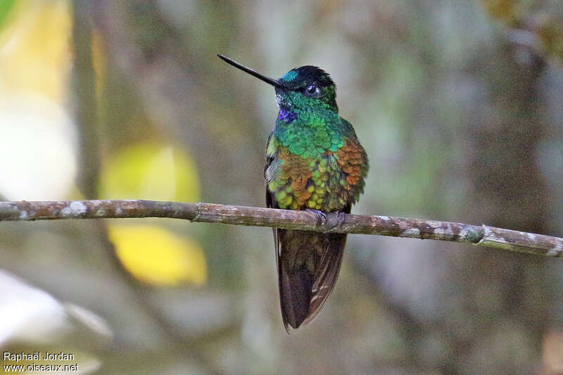 Golden-bellied Starfrontlet male adult, pigmentation