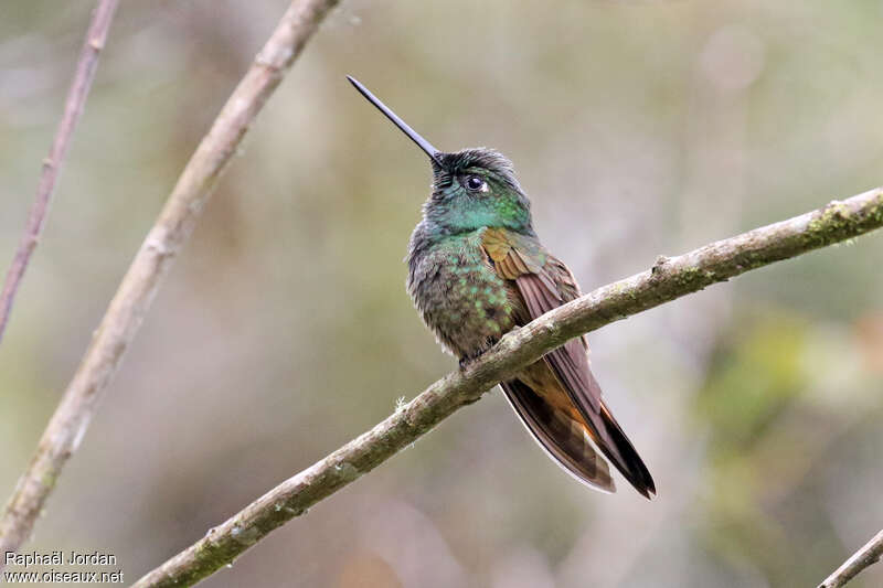 Violet-throated Starfrontlet female adult, identification