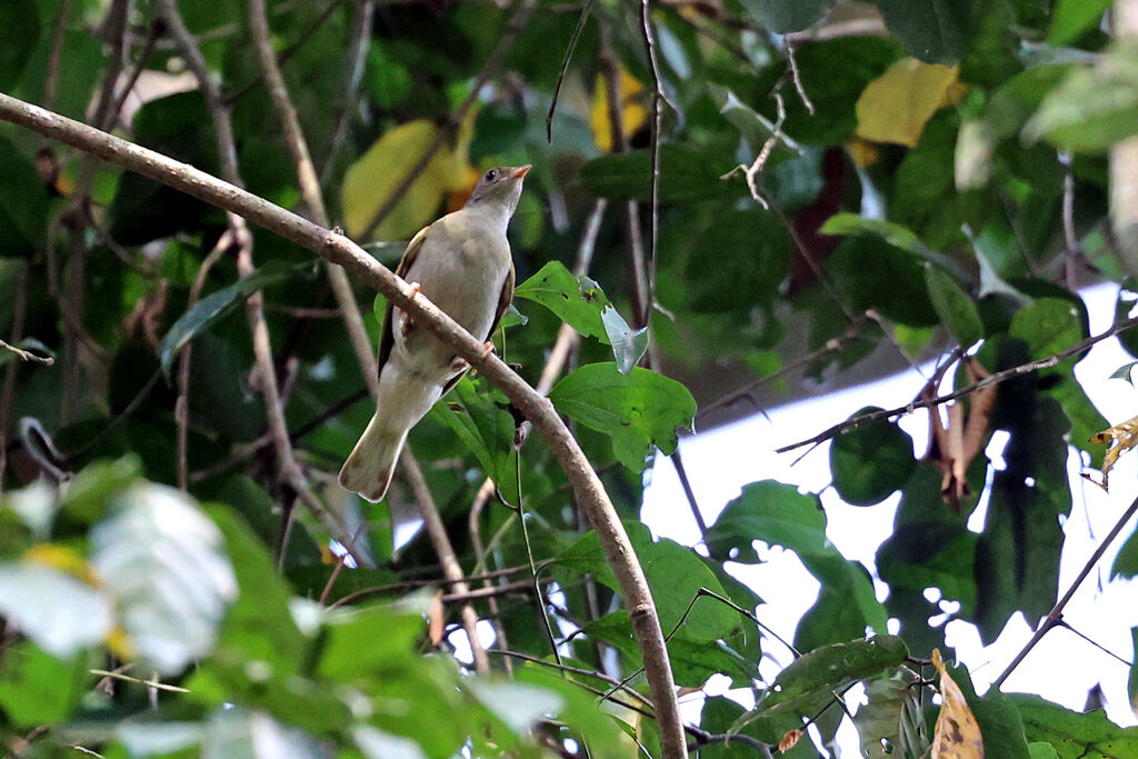Yellow-footed Honeyguideadult