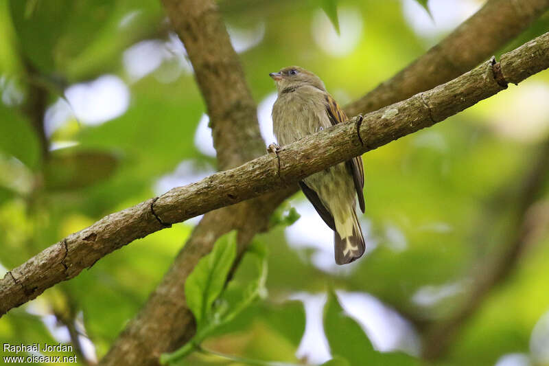 Dwarf Honeyguideadult, identification