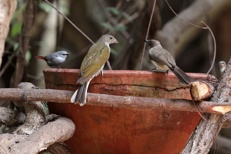 Spotted Honeyguide