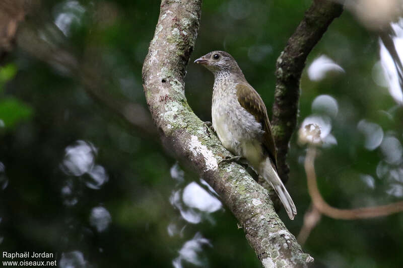 Scaly-throated Honeyguideadult, identification