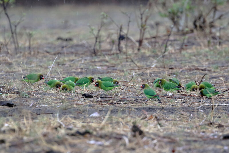 Black-cheeked Lovebird