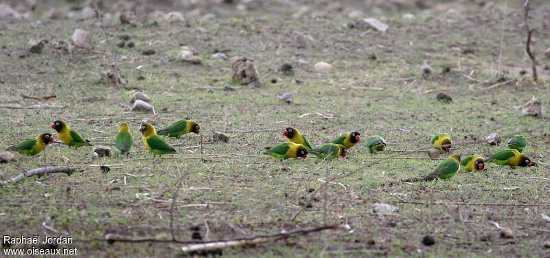 Yellow-collared Lovebirdadult, fishing/hunting, Behaviour